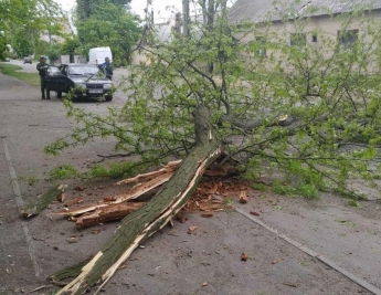 В Мелитополе дерево рухнуло на тротуар и проезжую часть (фото)