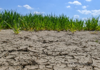 Сильнейшая за 20 лет засуха в Украине привела к катастрофе с урожаем. Земля превратилась в пыль, а фермеры идут на самоубийства