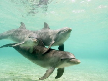 Троица дельфинов покорила жителей Кирилловки и отдыхающих (фото)