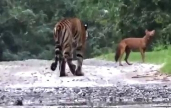 Тигр атакует: в сети появилось уникальное видео с перепуганным красным волком