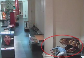 Мужчина проник в музей ради селфи с динозавром (видео)
