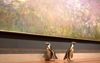 Пингвинов повели смотреть картины в музее (видео)