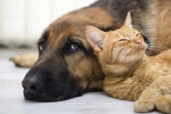 Мэр Токмака запретил кормить бездомных котов и собак: зоозащитники негодуют