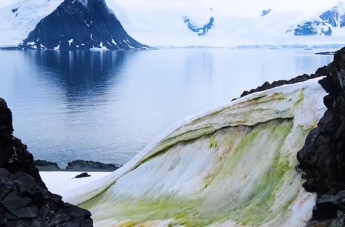 В Антарктиде появился "зеленый снег"