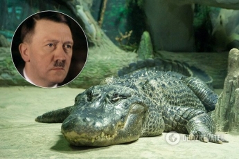 В России заявили о смерти "личного аллигатора Гитлера" и получили ответ