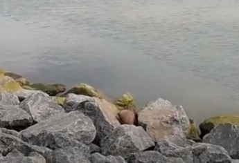 На промоине в Кирилловке прямо на камнях нашли дельфина (видео)