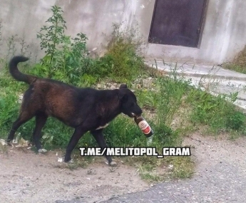 Курьезы. Суровые собаки в Мелитополе ходят по городу с бутылками пива (видео)