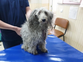 Отчаянно "звал" на помощь: в Харькове пес спас жизнь своей хозяйке, фото