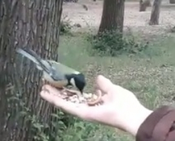 В Мелитополе в парке живут синицы, которые едят прямо из рук (видео)