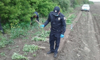 В Запорожской области обнаружили конопляные поля на земле общественной организации (ФОТО)