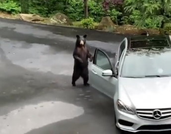 Медведь попытался залезть в авто, но такой реакции от водителя он явно не ожидал