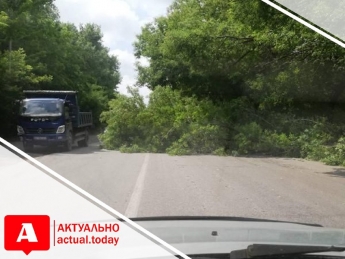 Посреди трассы Харьков-Симферополь рухнуло огромное дерево: движение затруднено (ВИДЕО)