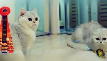Кот из Запорожья официально получил титул самого красивого кота мира (видео)