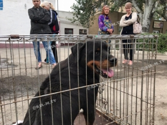 В Мелитополе жители частного сектора вызвали полицию к собаке (фото, видео)