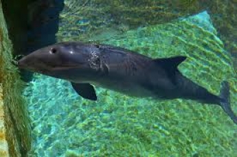 На берегу Азовского моря нашли маленького погибшего дельфина (фото)