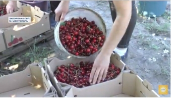 "Ранок з Інтером" показал как выращивают и почем продают мелитопольскую черешню (видео)
