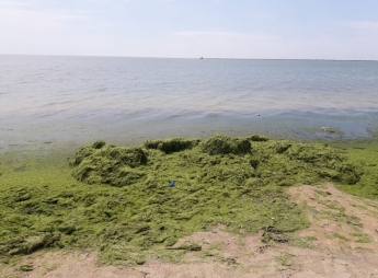 В Бердянске на побережье уже появились водоросли (видео)