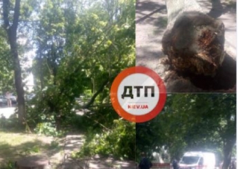 В Киеве дерево рухнуло прямо на людей: первые подробности ЧП и фото