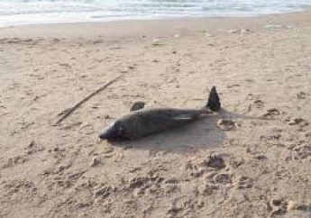 На Бирючем берег усеян мертвыми дельфинами (видео)