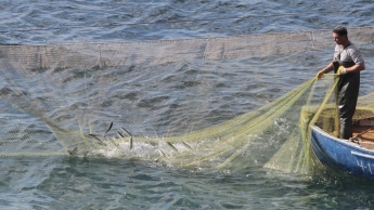 Браконьеры, попавшиеся с рыбой и креветкой, получат свои сети обратно