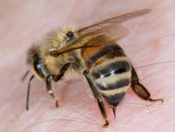 В Мелитополе пчелиный рой атакует дом (видео)