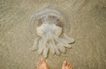 В Азовском море появились первые медузы (видео)