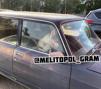 В Мелитополе в 40-градусную жару на стоянке оставили хаски в закрытой машине (фото)