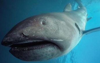 В Японии в сети попала гигантская редкая акула