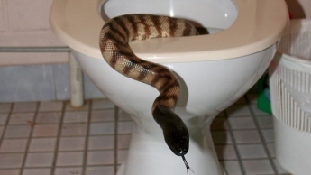 В Днепре женщина обнаружила змею в собственной ванной (фото)