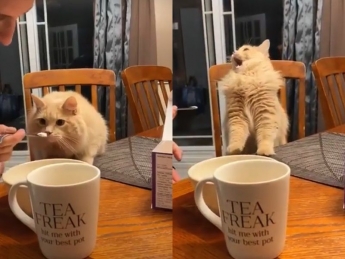 Господиня зняла реакцію кота, який вперше спробував морозиво. І це неймовірно смішно