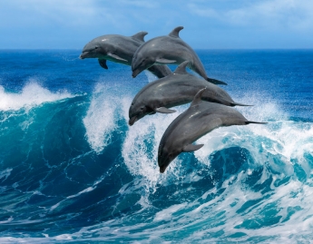 Дельфины устроили шоу у берега Кирилловки (видео)