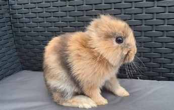 Кролик без ушей родился в Ирландии