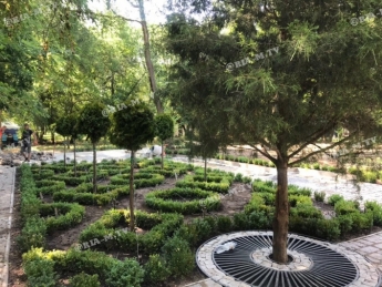 В Мелитополе в парке появился уголок здоровья с декоративными деревьями (фото)