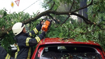 В Запорожье дерево упало на припаркованные автомобили (фото)