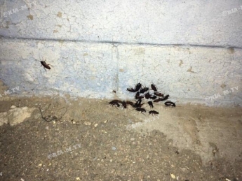 В Мелитополе полчища тараканов атакуют многоэтажку (фото)