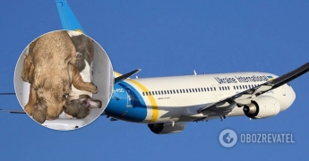 Стало известно о гибели 38 щенков на борту украинского самолета: МАУ отреагировала