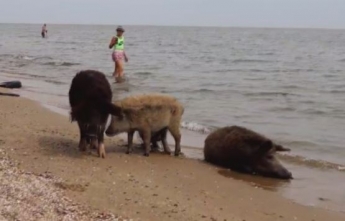 В Мариуполе на пляж пришли дикие кабаны (Видео)