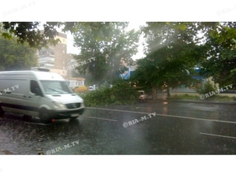 В Мелитополе дерево привалило две машины (фото, видео)