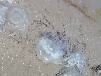 В Кирилловке после шторма берег усеян медузами (видео)