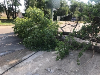 В Мелитополе шквальный ветер завалил дерево и порвал провода (фото, видео)