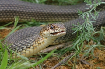В Запорожской области в подъезде дома сбежала змея: ее до сих пор не нашли (ФОТО)