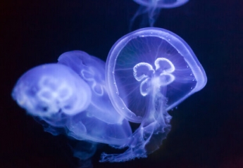На берег курорта на Азовском море выбросило сотни гигантских медуз (ФОТО)