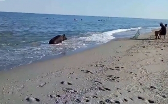 В Бердянске на пляже заметили поросенка (видео)