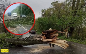 Под Львовом ураган валит деревья: заблокирована трасса Киев-Чоп (видео)