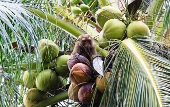 Торговая сеть отказалась от кокосов, собранных порабощенными макаками