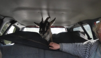 Курьезы: В Мелитополе на легковушке с ветерком прокатили козу (ВИДЕО)
