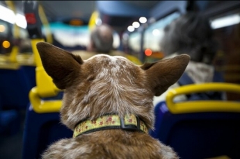 В Запорожье потерянный пёс пытается пробраться в общественный транспорт в поисках хозяев (ФОТО)