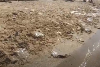 Небывалое нашествие – медузы заполонили пляжи Азовского моря (видео)