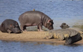 В ЮАР бегемоты пронесли птиц мимо крокодилов