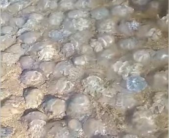 Отдыхающие показали кладбище медуз на Азовском море (видео)